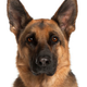 Sgt. Towser
Police Dog, 38th Precinct